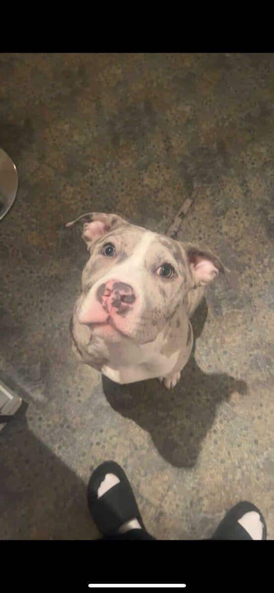 American bully à vendre