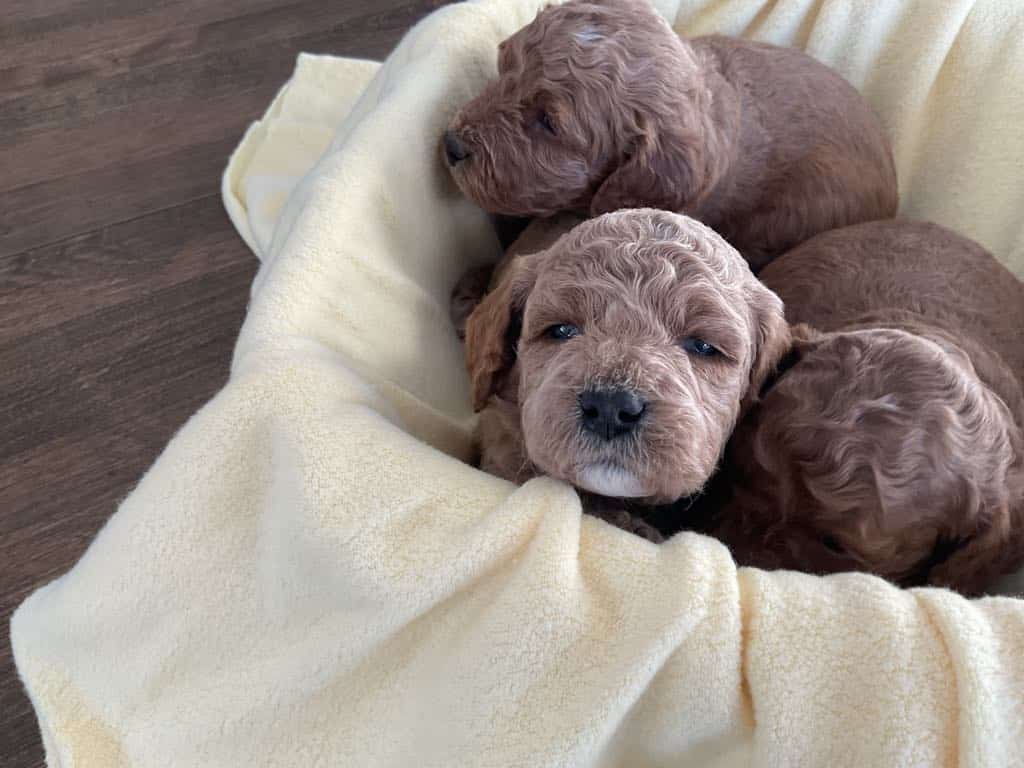 Goldendoodle, moyen, Golden-Doodle, chiots