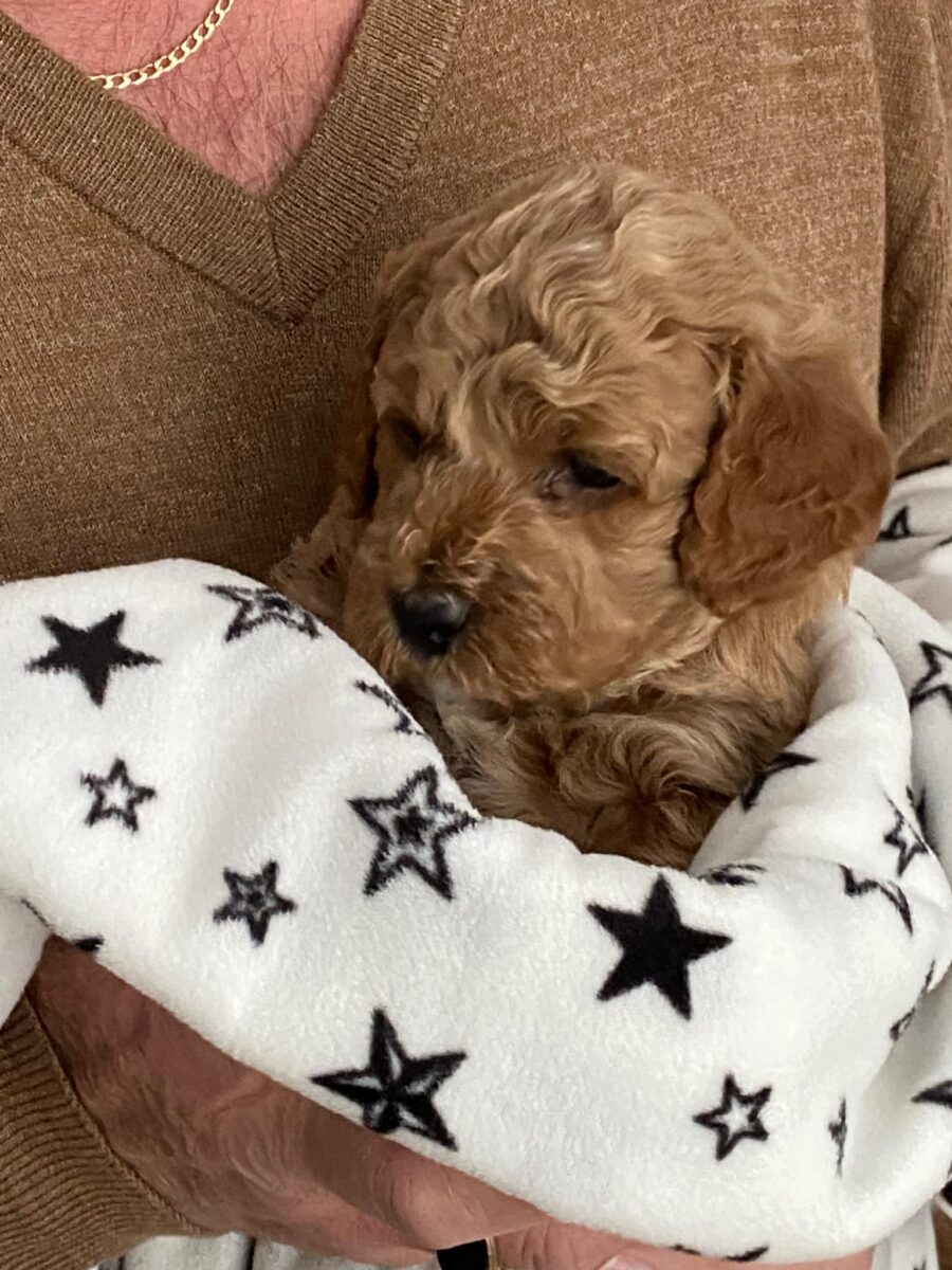 Goldendoodle, moyen, Golden-Doodle, chiots