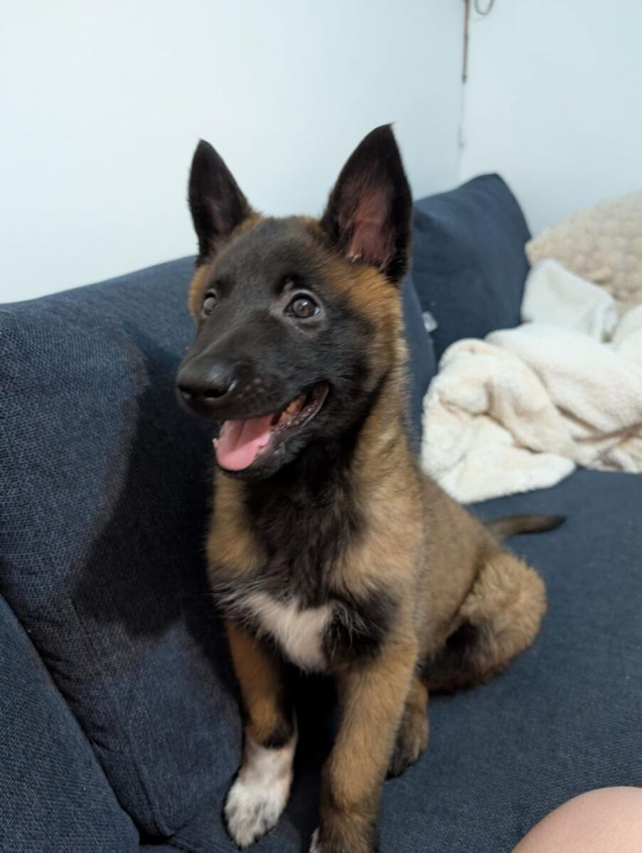 Chiot Berger Malinois de 3 mois