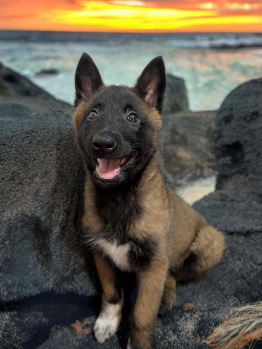 Chiot Berger Malinois de 3 mois