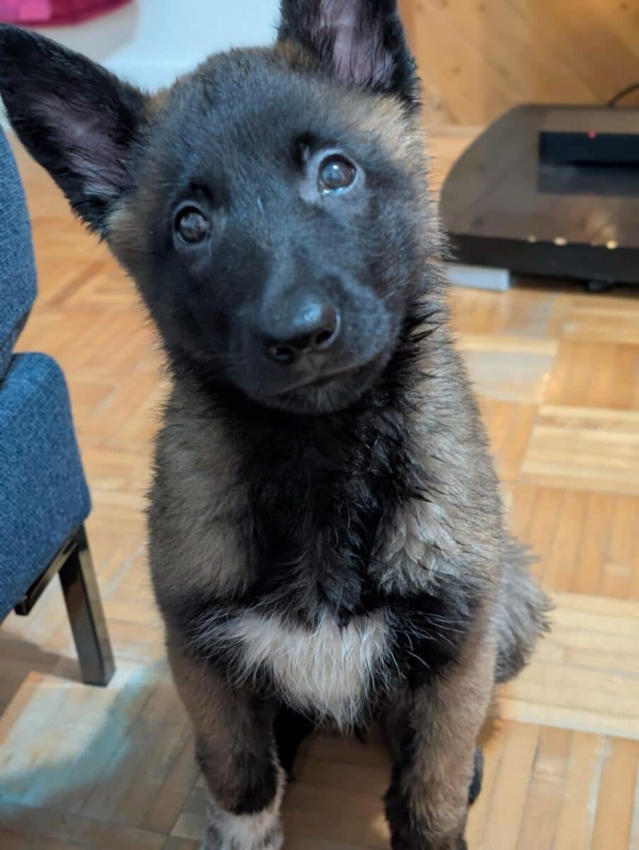 Chiot Berger Malinois de 3 mois