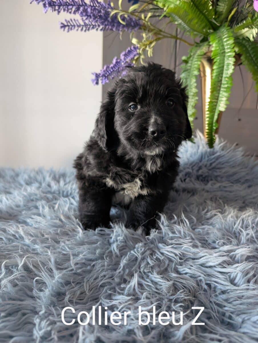 chiots Golden Mountain Dog à vendre