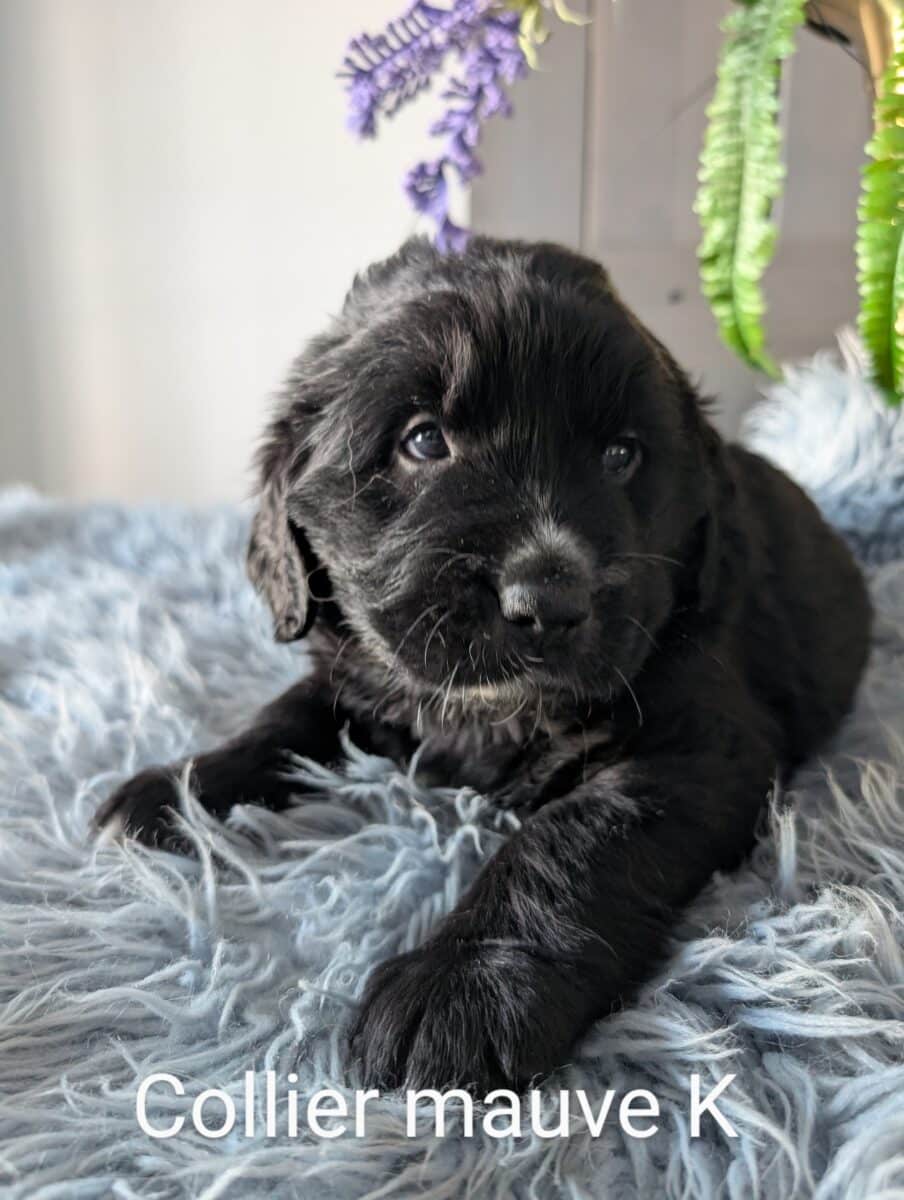 chiots Golden Mountain Dog à vendre