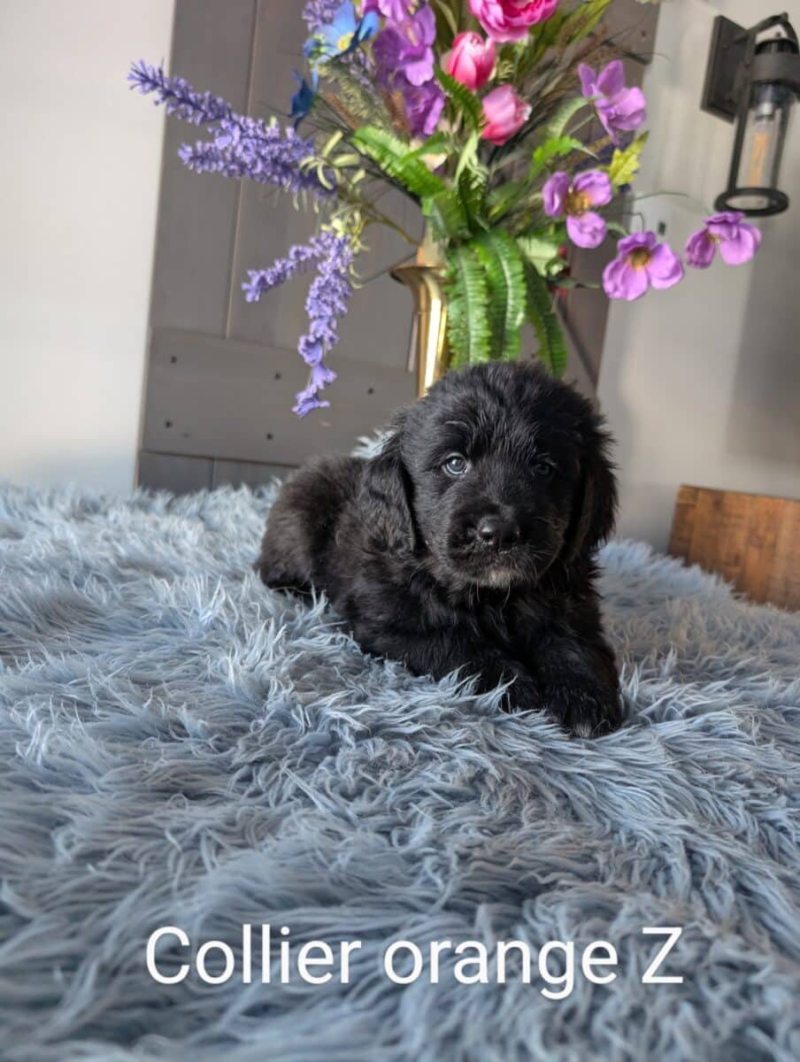 chiots Golden Mountain Dog à vendre