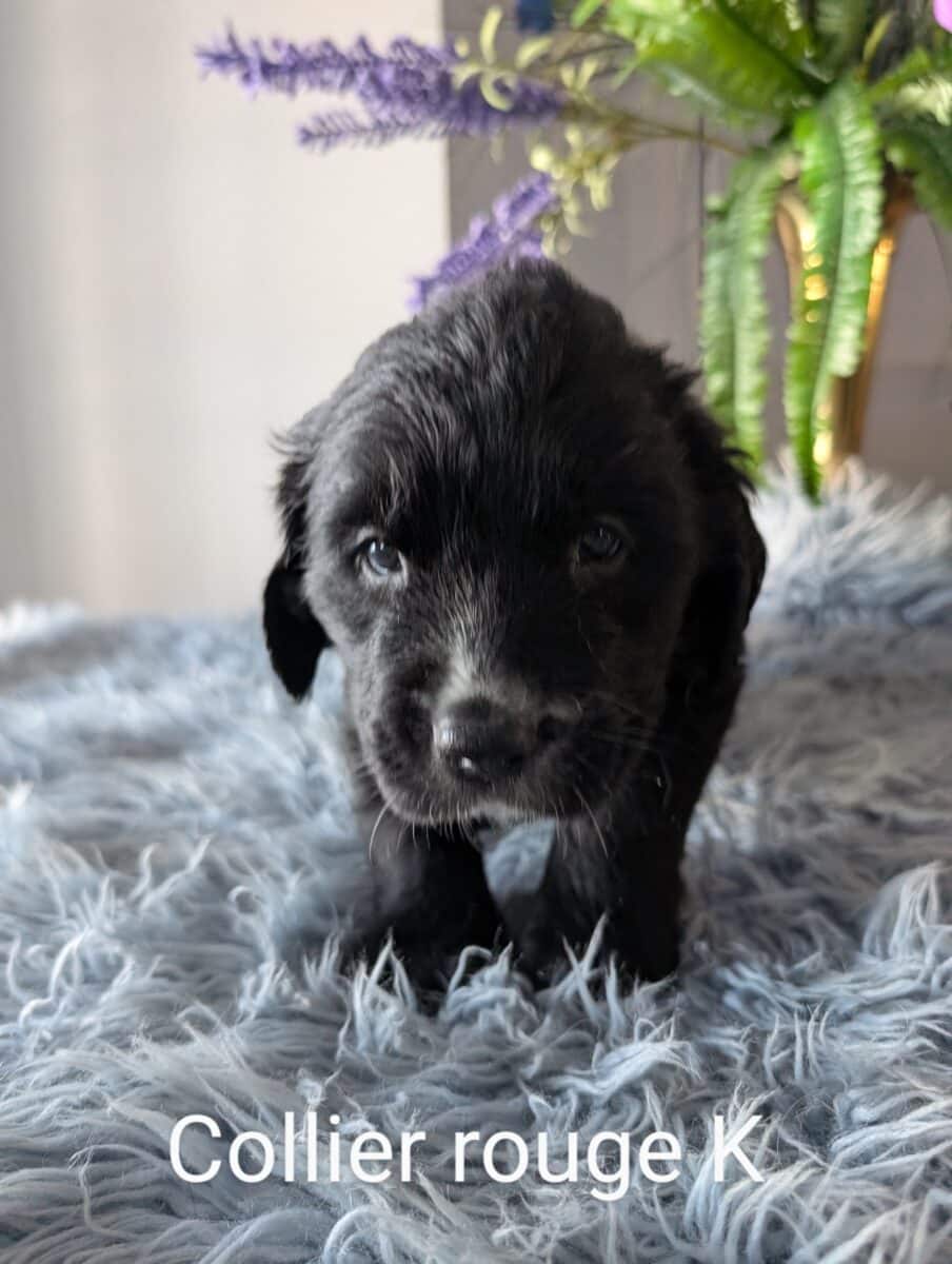 chiots Golden Mountain Dog à vendre