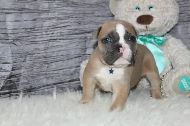 Old english bulldog / bouledogue anglais