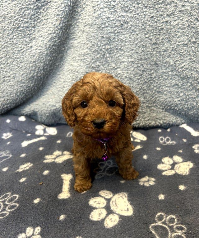 Chiots Cavapoo