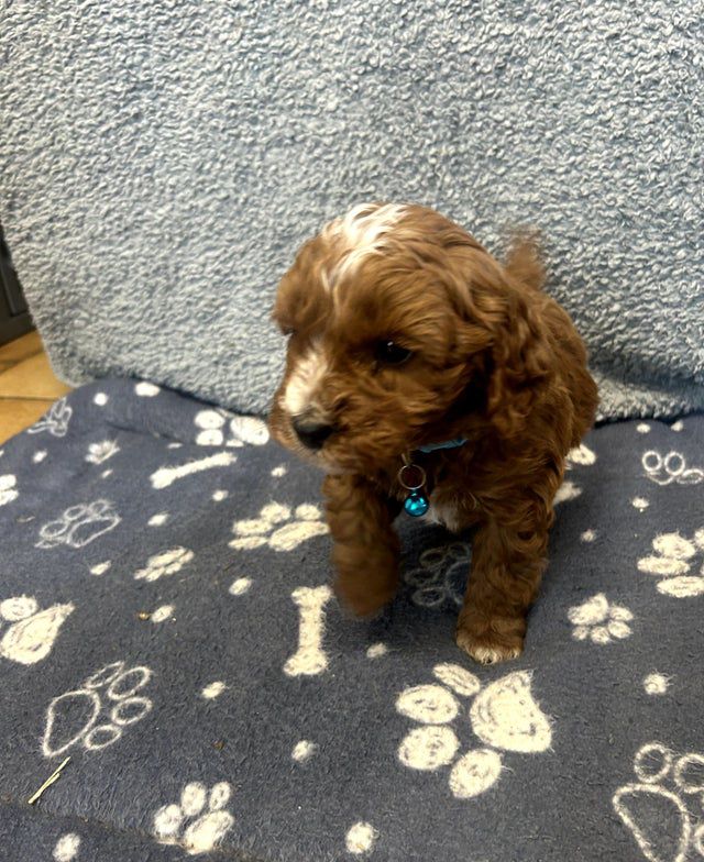 Chiots Cavapoo