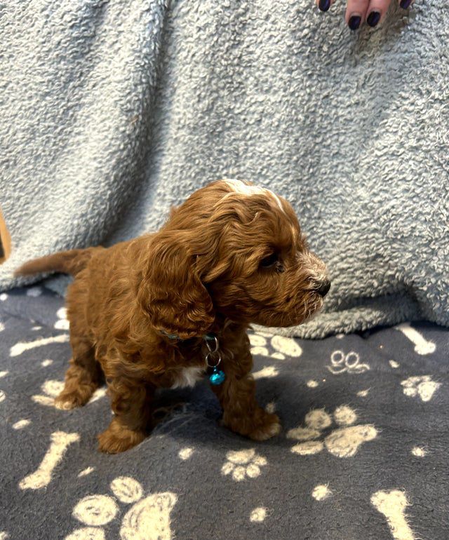 Chiots Cavapoo