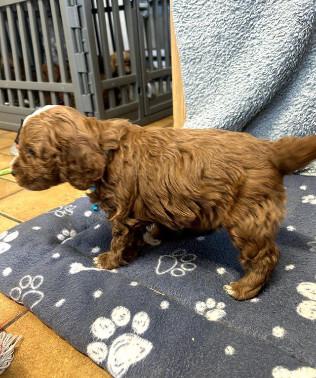 Chiots Cavapoo