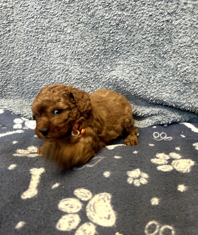 Chiots Cavapoo