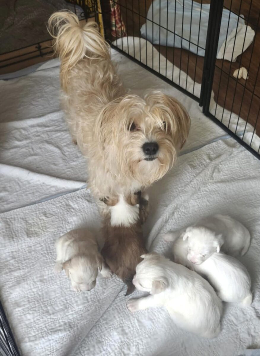 Chiots Morkie à vendre