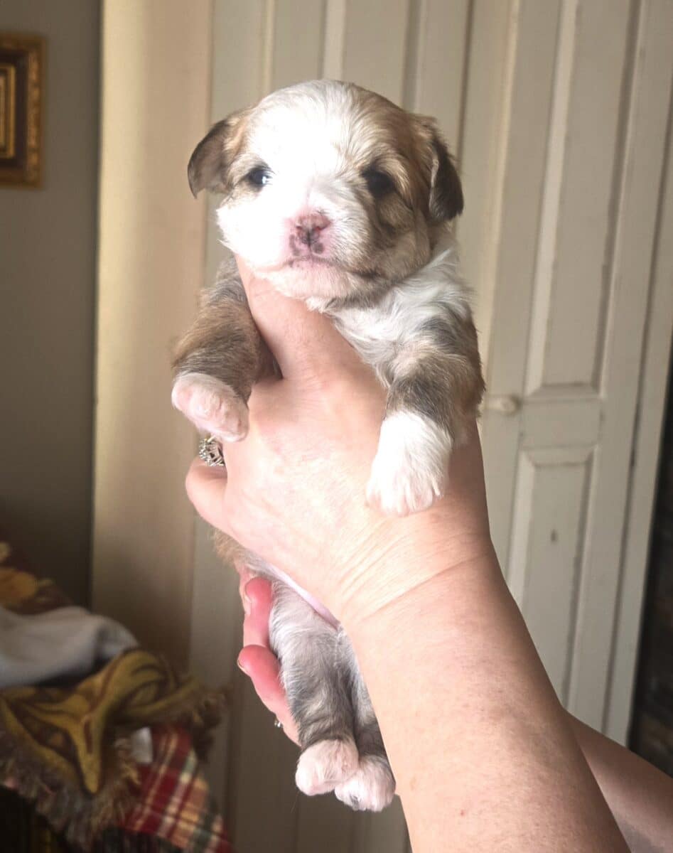 Chiots Morkie à vendre