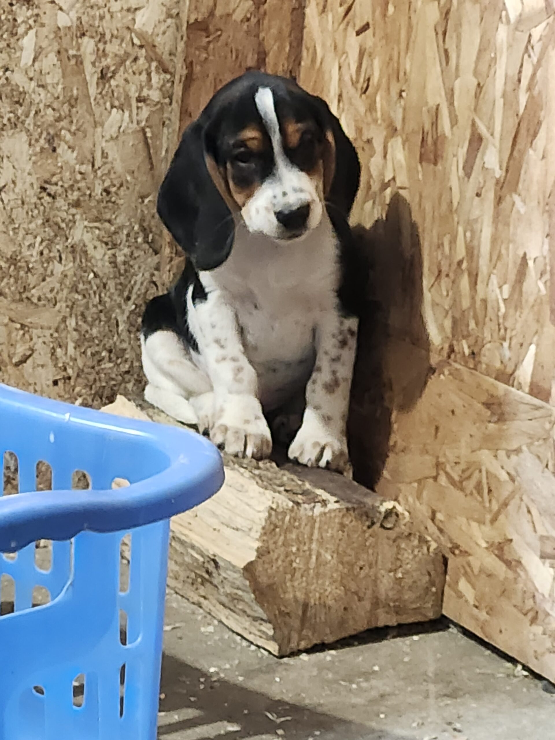 Beagle 13 pouces