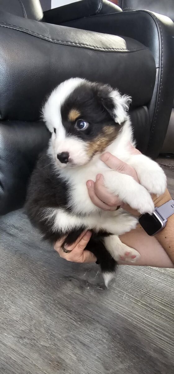 Chiots berger australien pur-sang