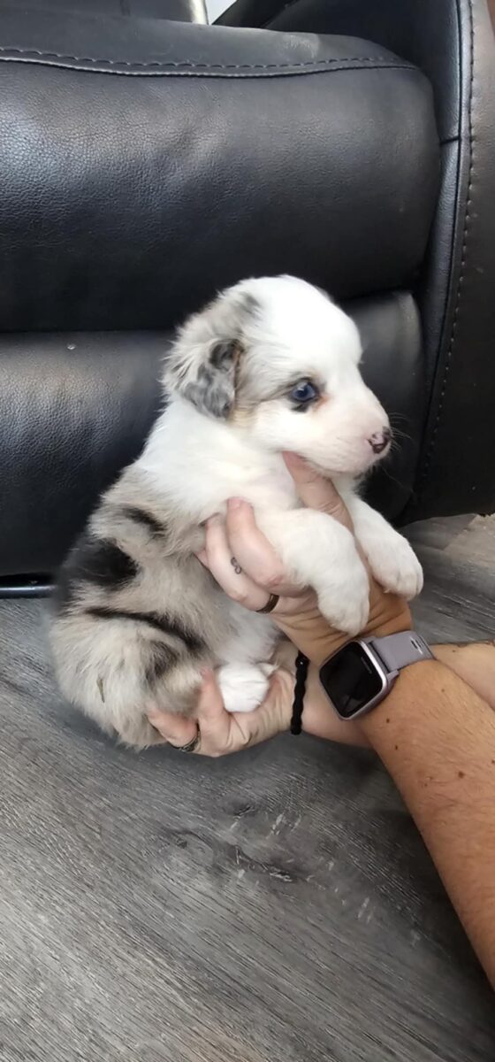 Chiots berger australien pur-sang