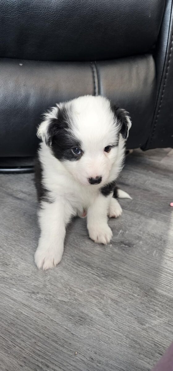 Chiots berger australien pur-sang