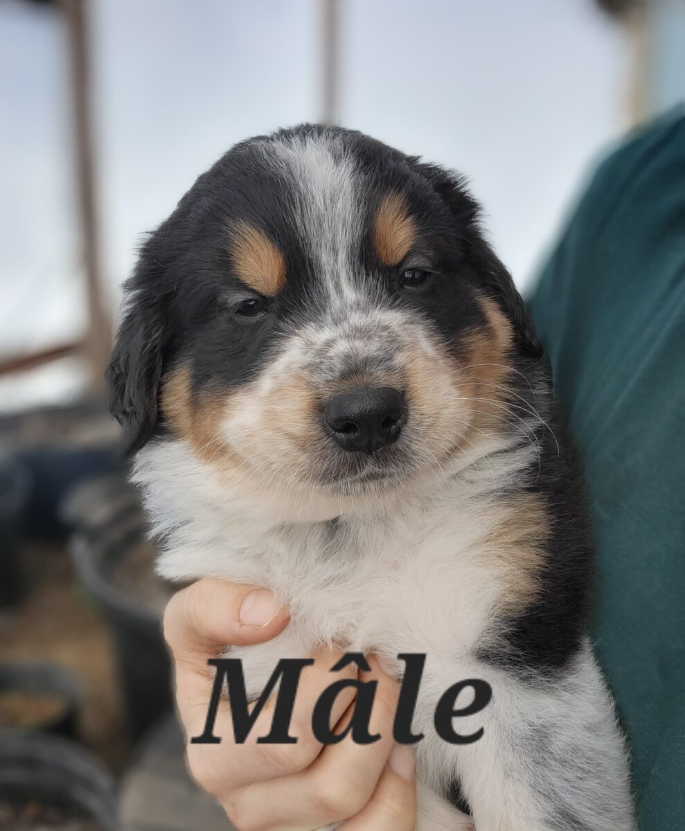 Magnifiques chiots mix Bouvier bernois et Pyrénées des montagnes