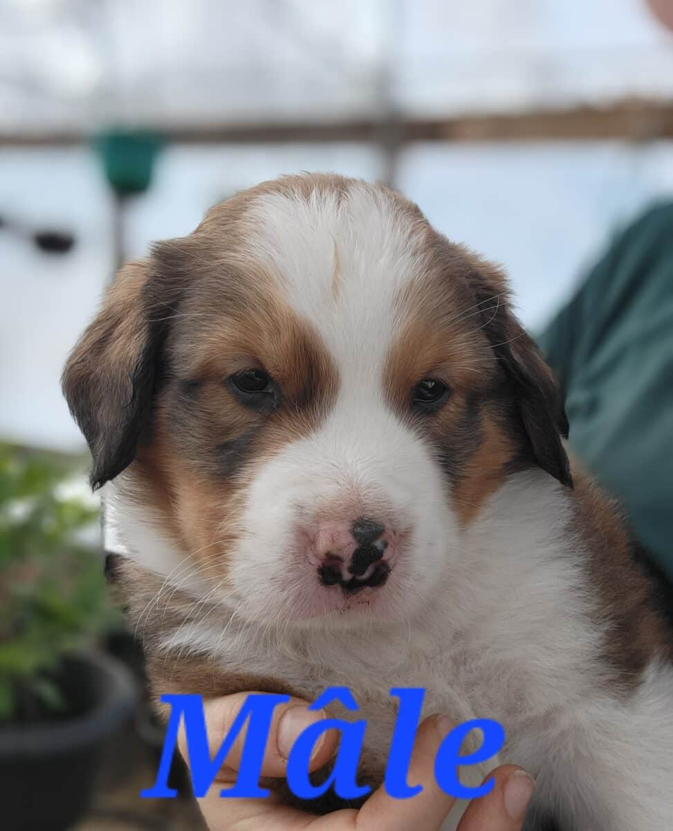 Magnifiques chiots mix Bouvier bernois et Pyrénées des montagnes