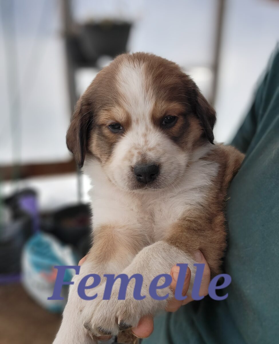 Magnifiques chiots mix Bouvier bernois et Pyrénées des montagnes