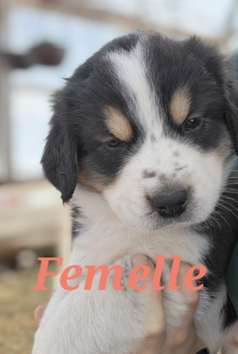 Magnifiques chiots mix Bouvier bernois et Pyrénées des montagnes