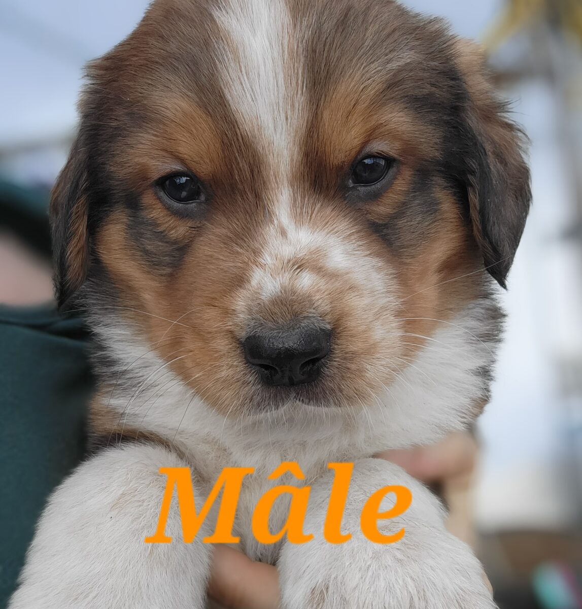 Magnifiques chiots mix Bouvier bernois et Pyrénées des montagnes