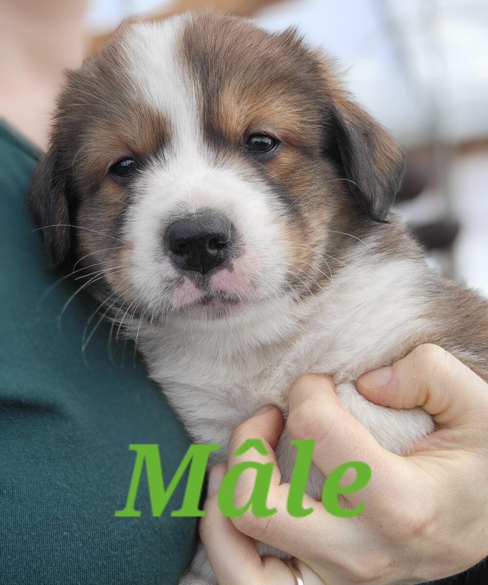 Magnifiques chiots mix Bouvier bernois et Pyrénées des montagnes