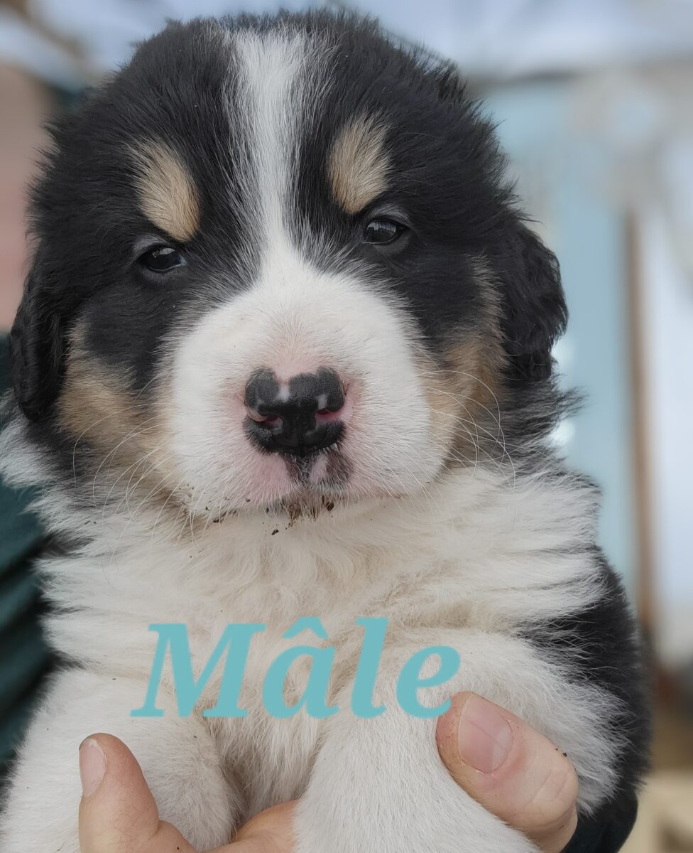 Magnifiques chiots mix Bouvier bernois et Pyrénées des montagnes