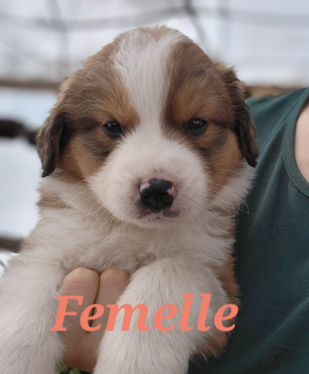 Magnifiques chiots mix Bouvier bernois et Pyrénées des montagnes