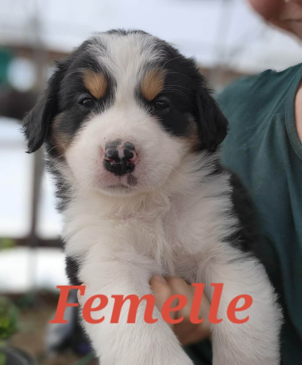 Magnifiques chiots mix Bouvier bernois et Pyrénées des montagnes