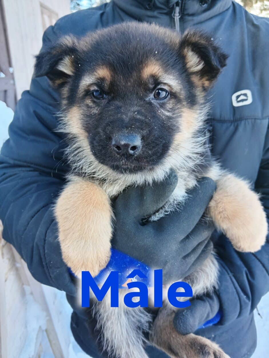 Bleu-male