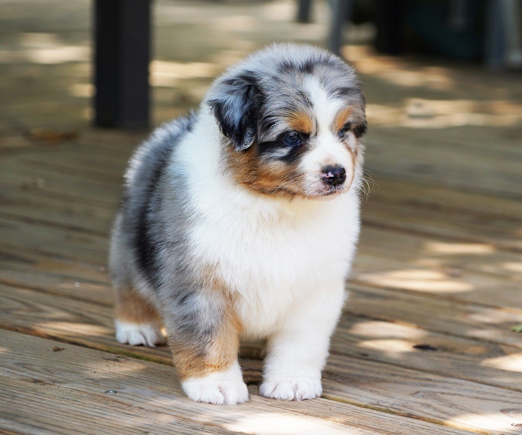 Chiots berger australien excellent ligne