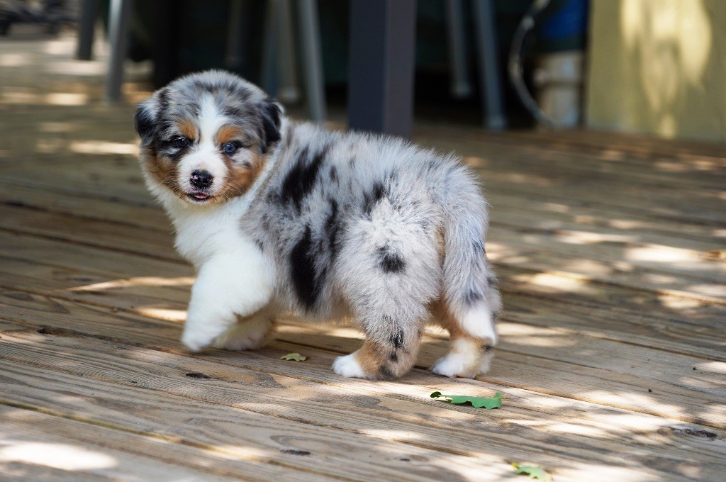 Chiots berger australien excellent ligne