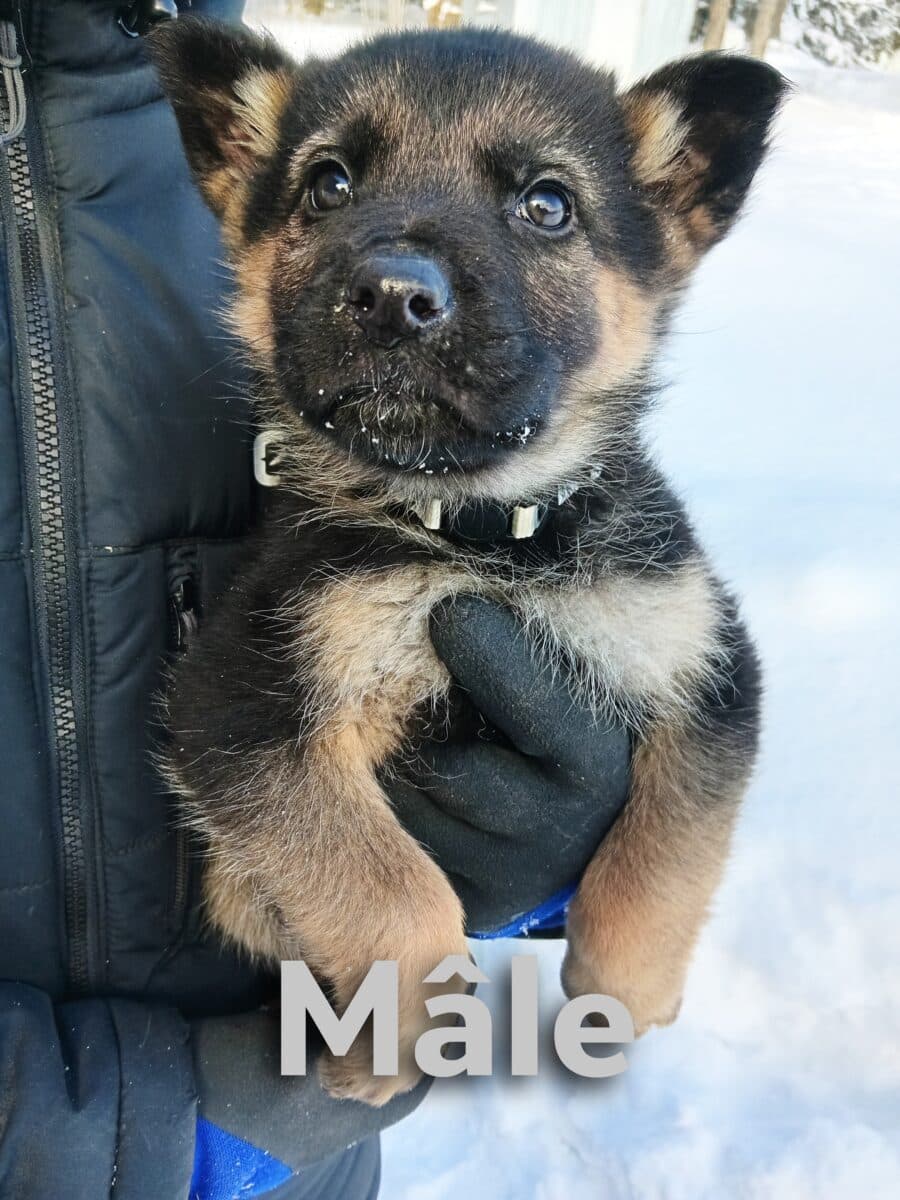 Chiot Berger Allemand