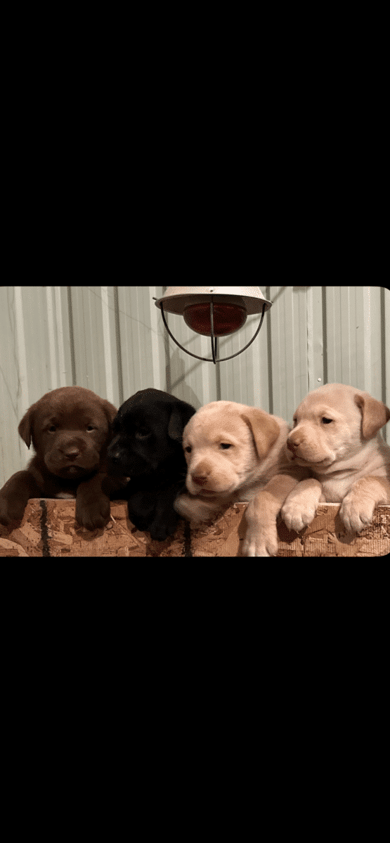 Labrador issue de milieu familial