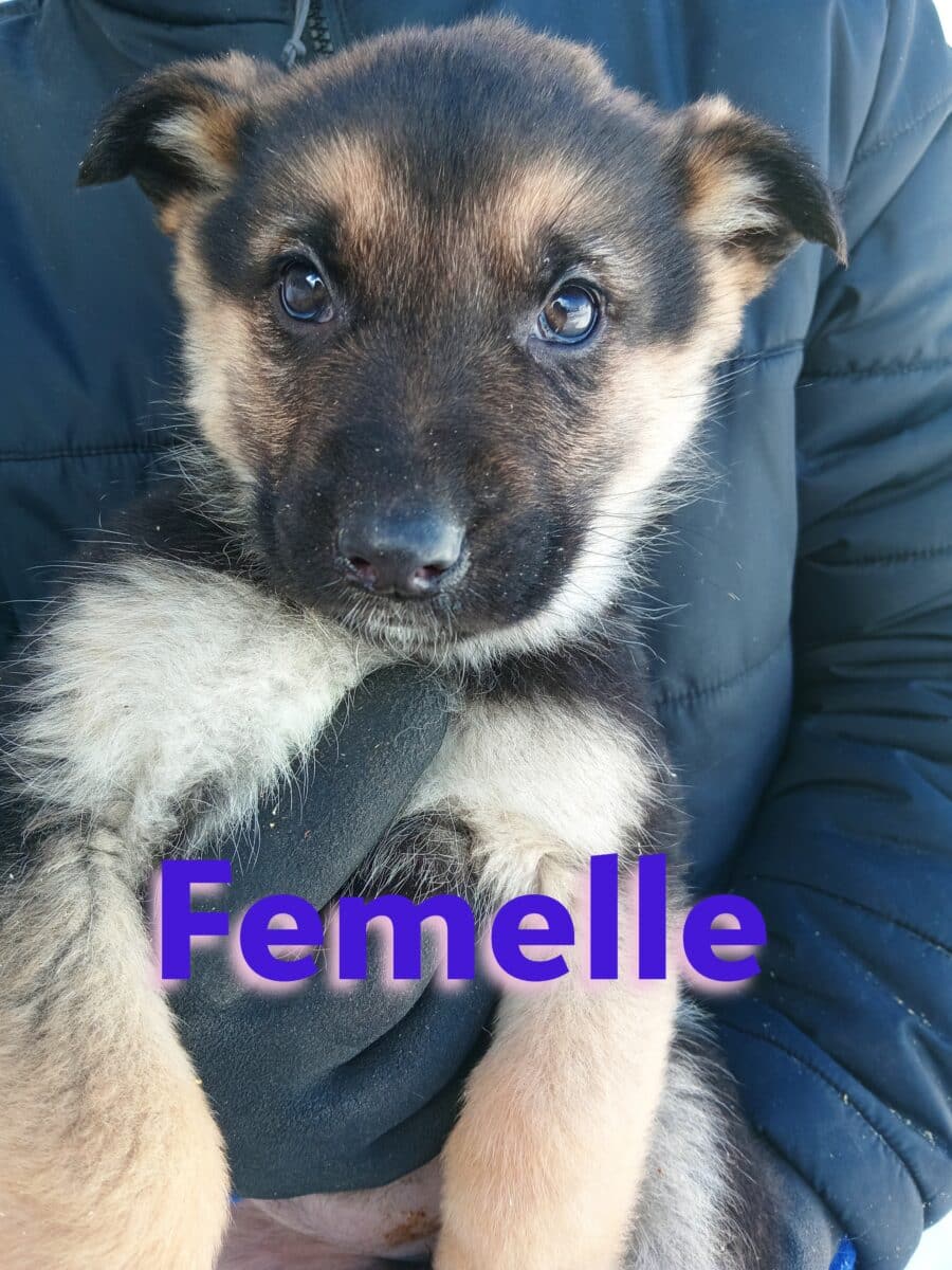 Chiot Berger Allemand