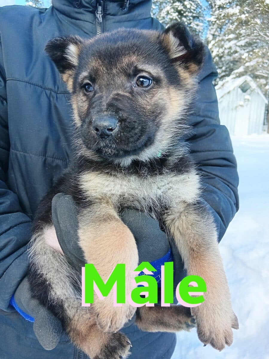 Chiot Berger Allemand