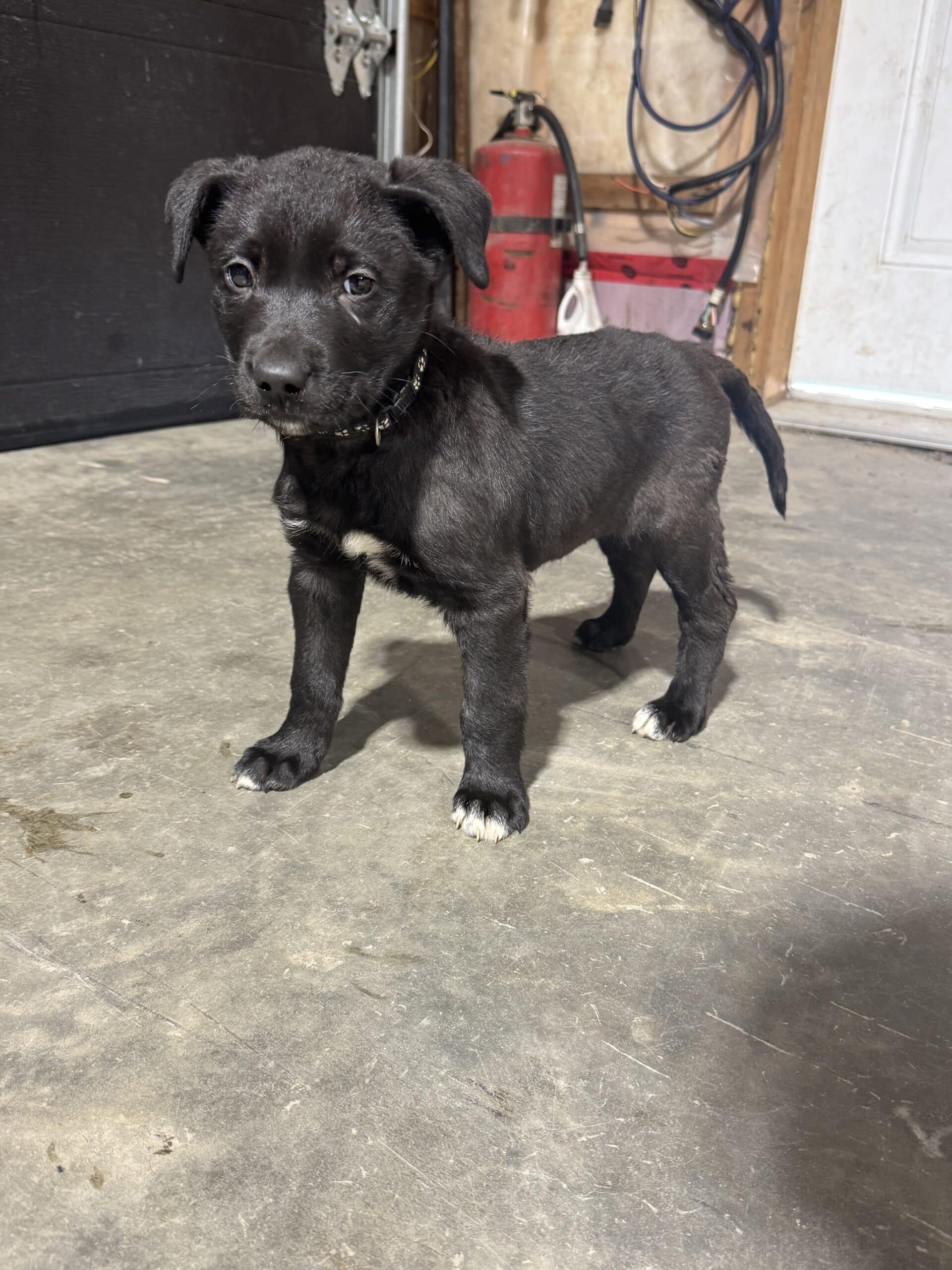 Malamute x labrador