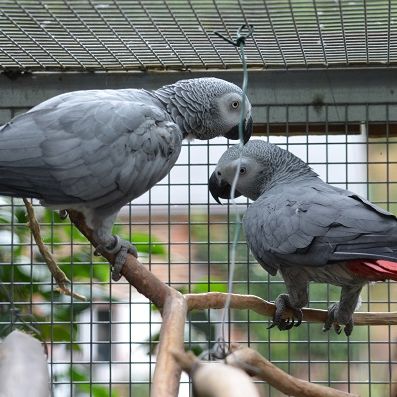 Perroquets gris d’Afrique Eam Parleurs