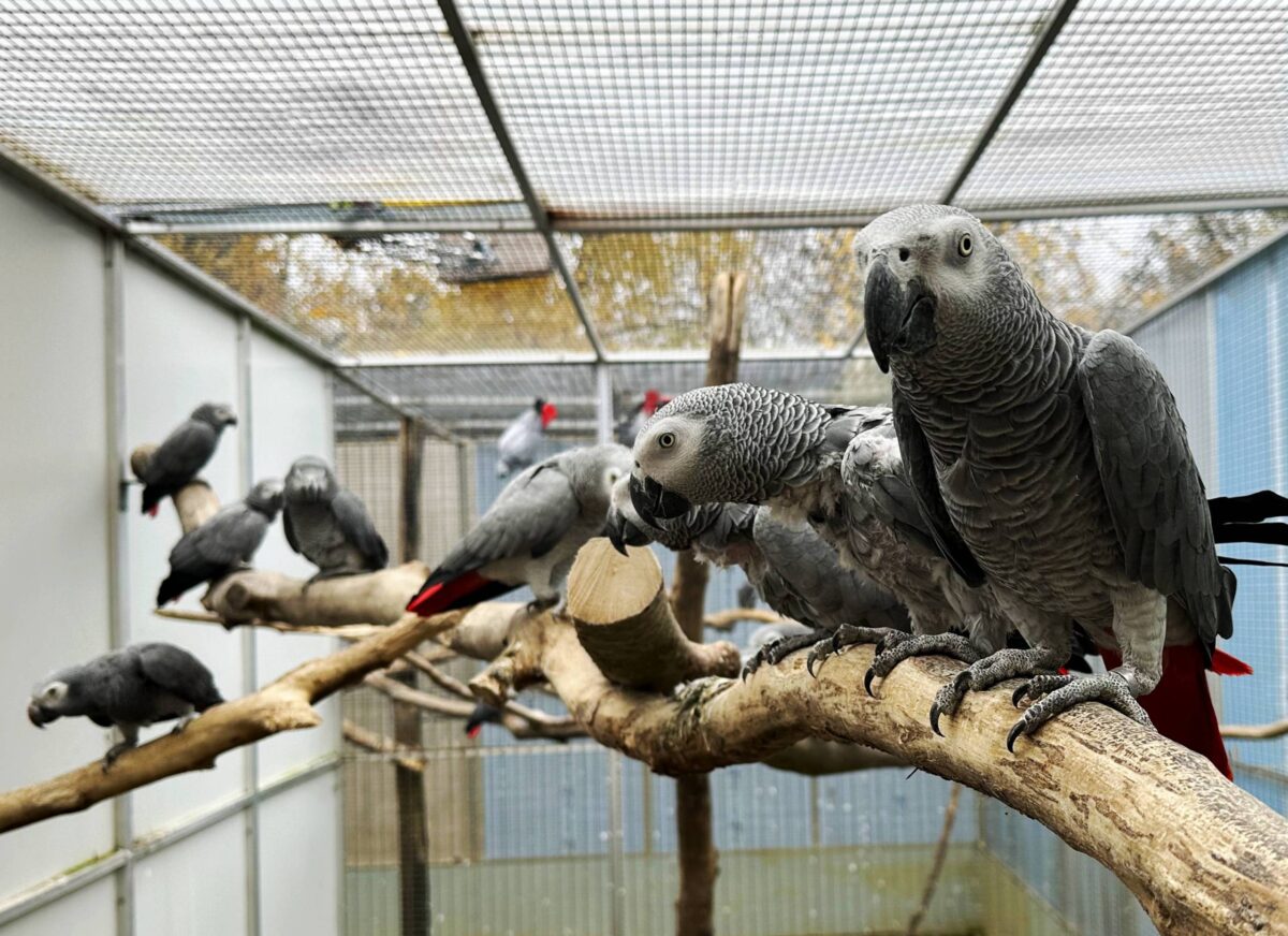 Perroquets gris d’Afrique Eam Parleurs