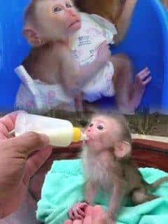 Adorables Bébés Singes Capucin Pure Race