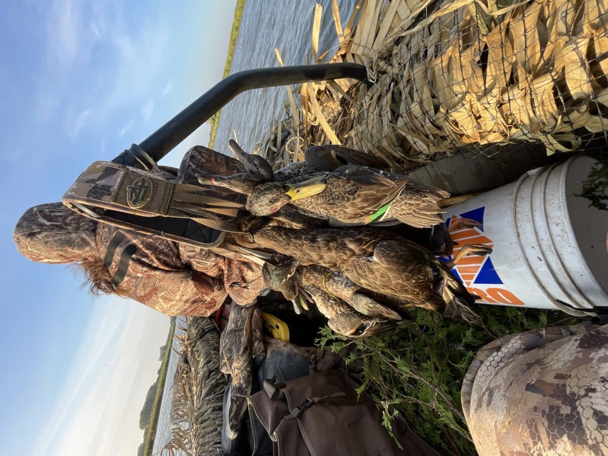 Guide de chasse aux canard