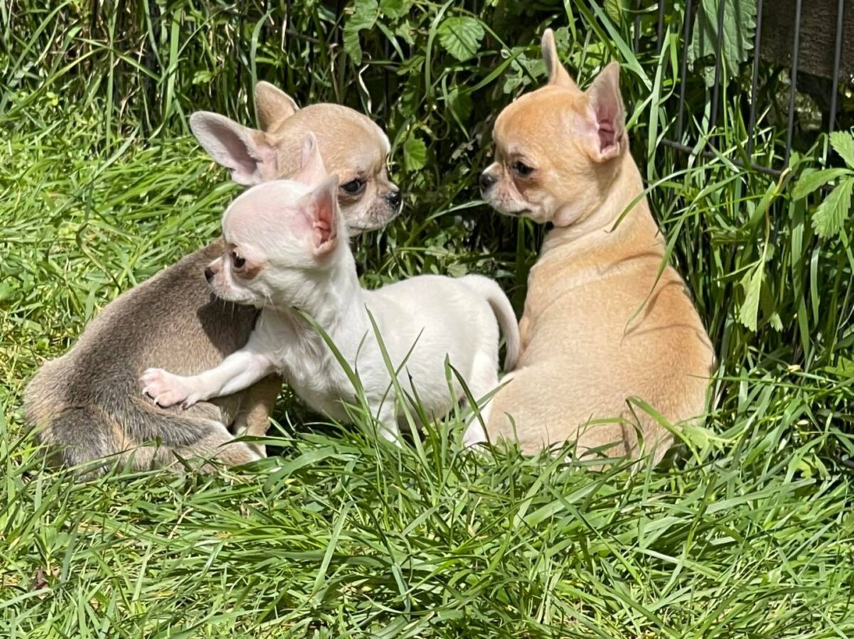 Superbes Chiots Chihuahua Pure Race Poils Courts Taille Standard
