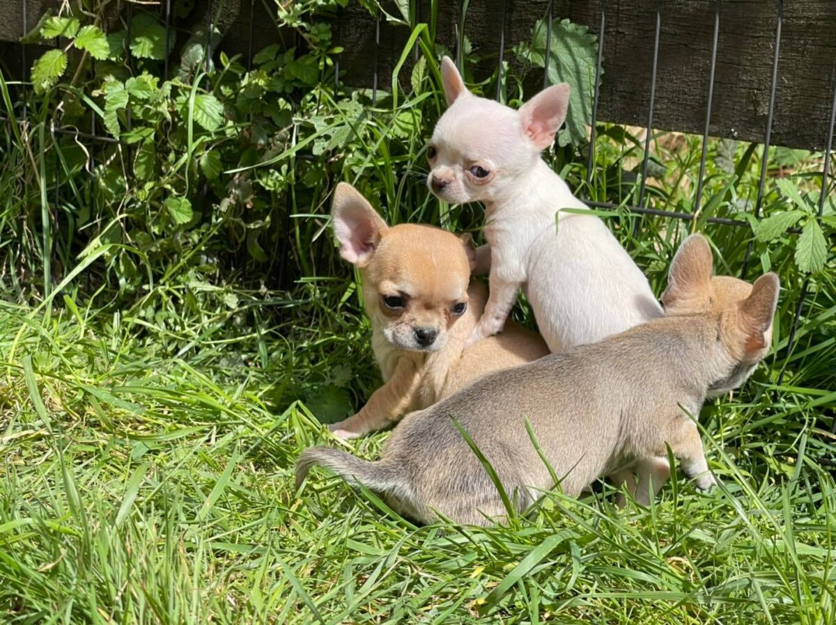 Superbes Chiots Chihuahua Pure Race Poils Courts Taille Standard