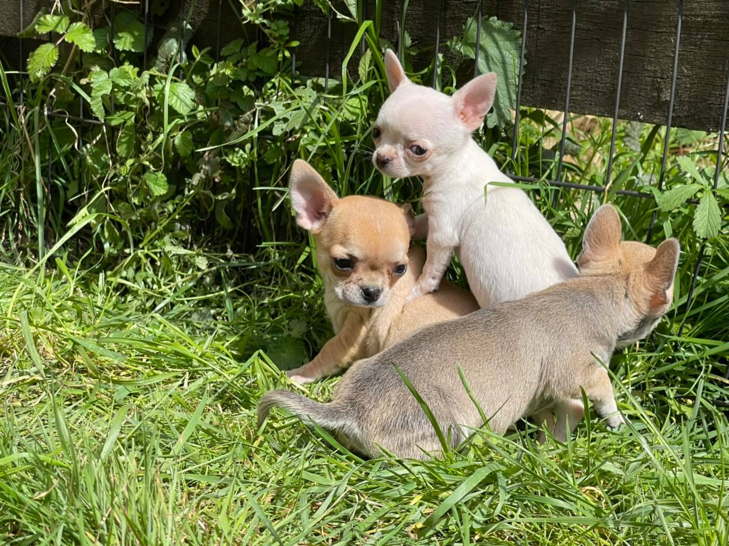 Superbes Chiots Chihuahua Pure Race Poils Courts Taille Standard