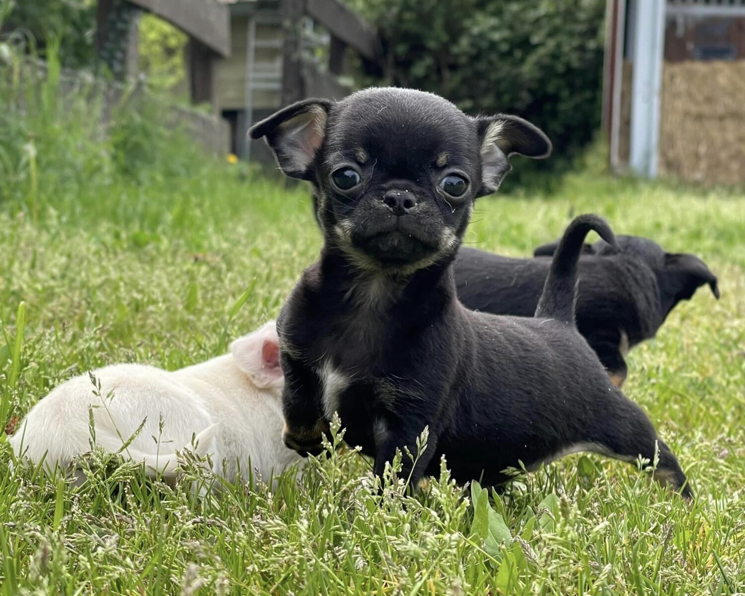 Superbes Chiots Chihuahua Pure Race Poils Courts Taille Standard