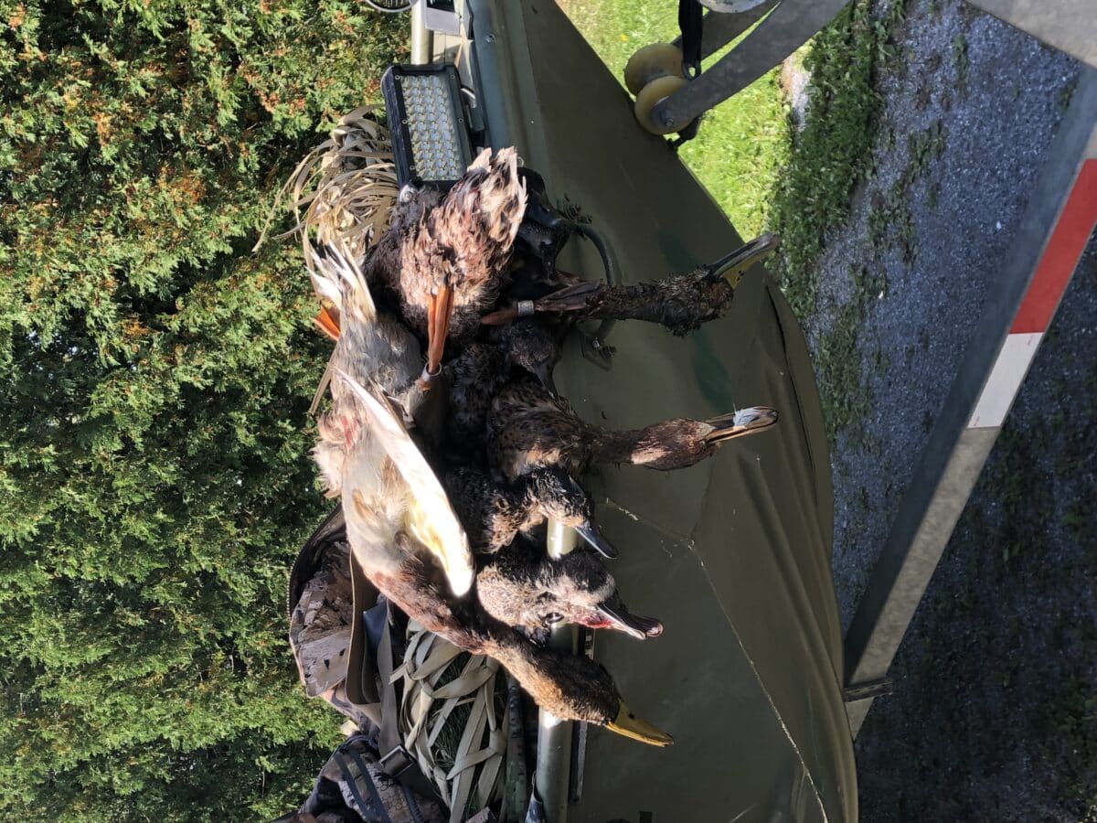 Guide de chasse aux canard
