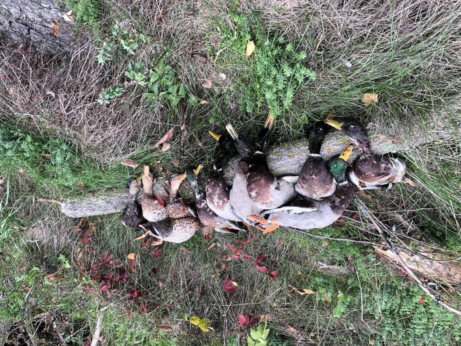 Guide de chasse aux canard