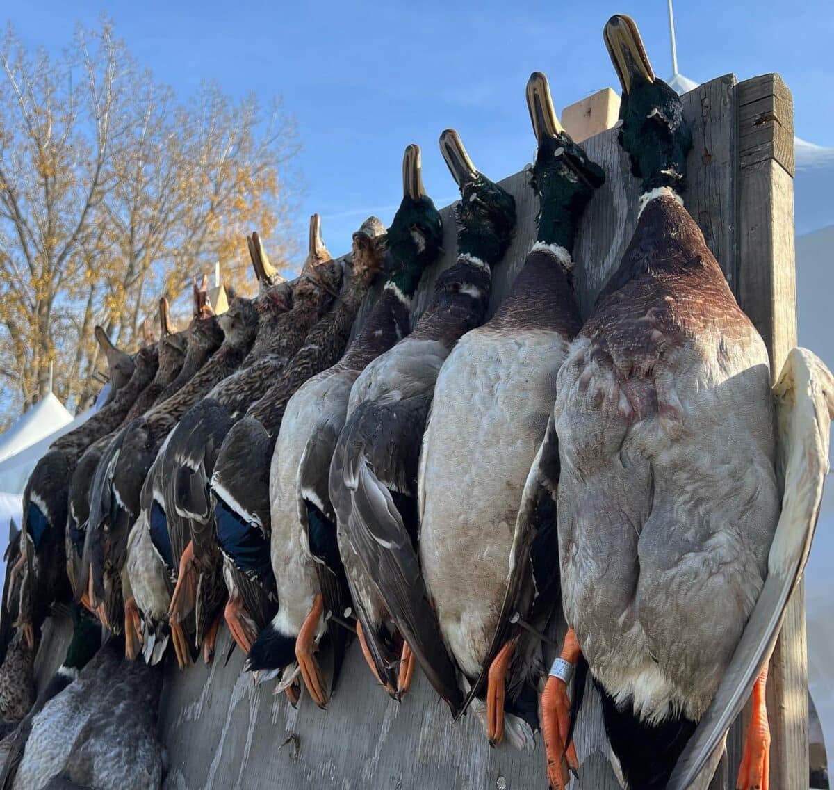 Guide de chasse aux canard